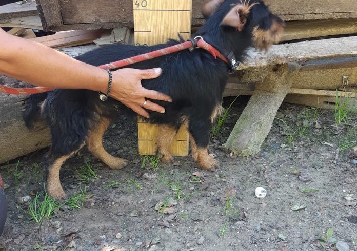 Muffin Bogancs •vermittelt•