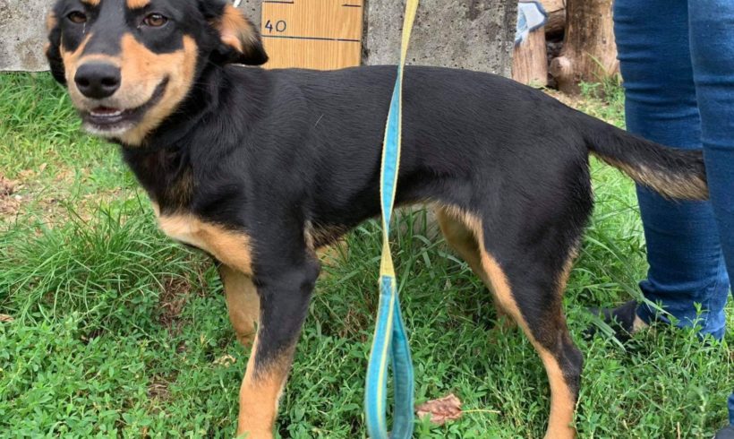 Nena ♥vermittelt♥