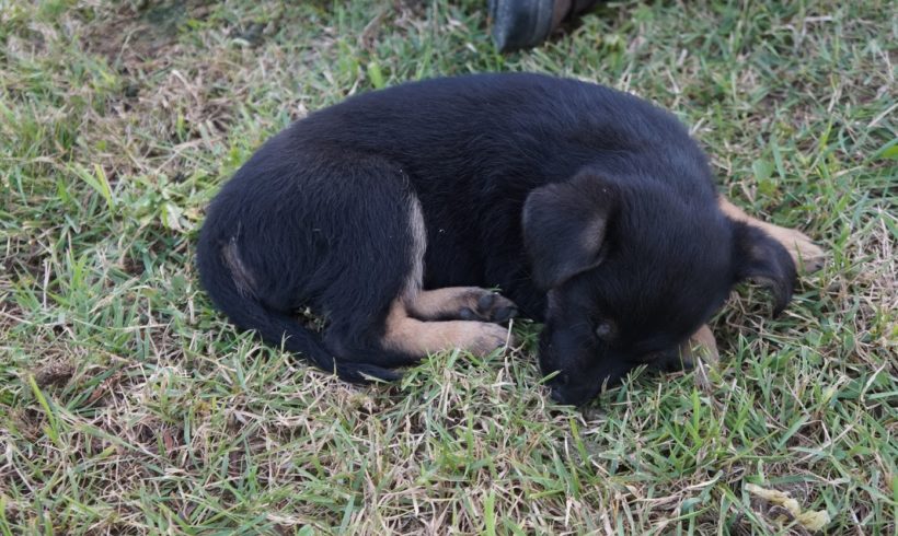 Parker ♥vermittelt♥