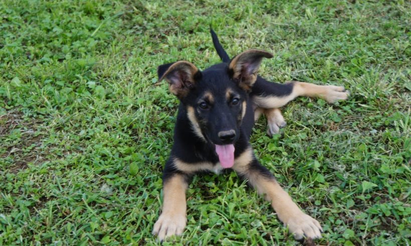 Peter ♥vermittelt♥