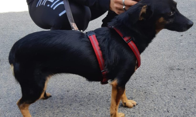 Polly 3 ♥vermittelt♥