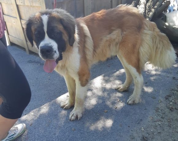 Putin ! Ausreisepaten gefunden/Transportpaten gefunden! ♥vermittelt auf Gnadenhof♥ →24.11.20 Putin ! Ausreisepaten gefunden/Transportpaten gefunden! ♥vermittelt auf Gnadenhof♥ →24.11.20