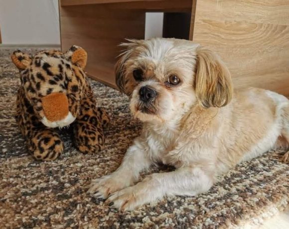 Leon !Ausreisepaten gefunden/Transportpaten gefunden! ♥vermittelt♥ Leon !Ausreisepaten gefunden/Transportpaten gefunden! ♥vermittelt♥