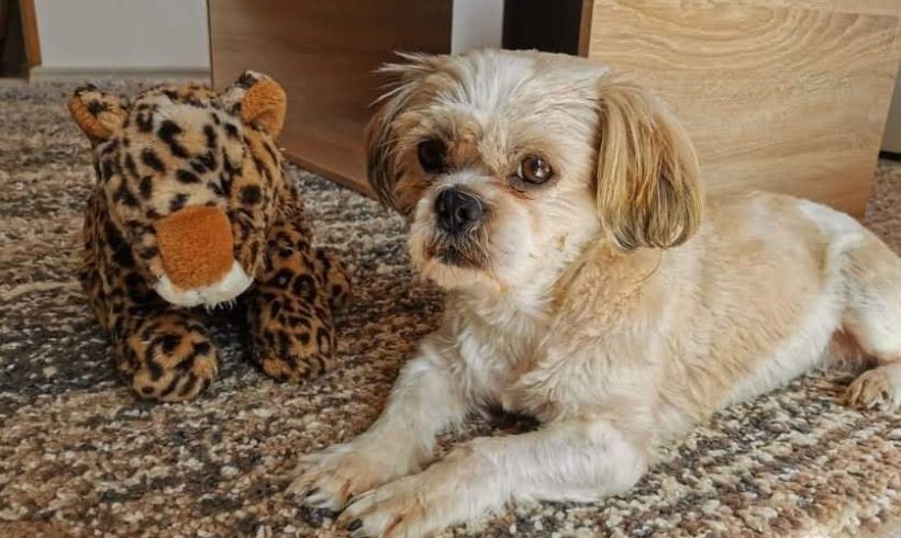 Leon !Ausreisepaten gefunden/Transportpaten gefunden! ♥vermittelt♥