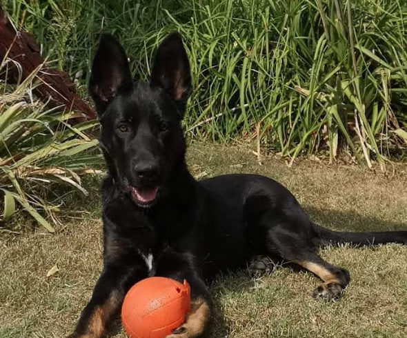 Aldi ❤️vermittelt❤️