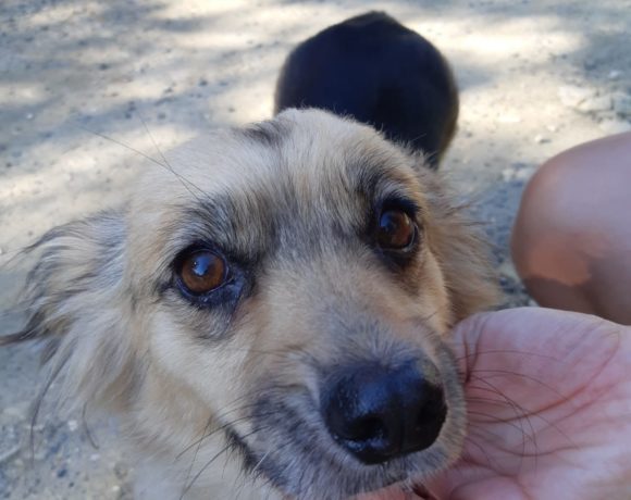 Szaffi ! Transportpaten gefunden ! ♥vermittelt an die Tierhilfe Franken♥ →02.10.20 Szaffi ! Transportpaten gefunden ! ♥vermittelt an die Tierhilfe Franken♥ →02.10.20