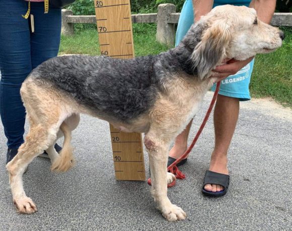 Tisza ! Transportpaten gefunden! ♥vermittelt♥ →11/2020 Tisza ! Transportpaten gefunden! ♥vermittelt♥ →11/2020