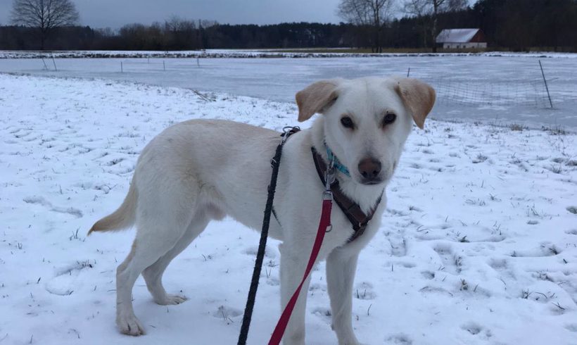 Ede auf Pflegestelle in 91056 Erlangen ♥ vermittelt ♥