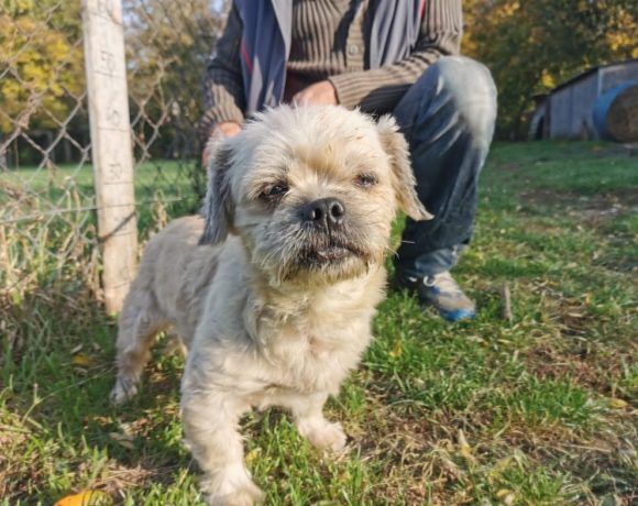 Ori !Transportpaten gefunden! ♥vermittelt an die Tierhilfe Franken
