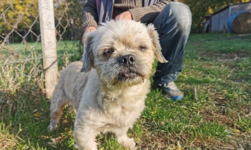 Ori !Transportpaten gefunden! ♥vermittelt an die Tierhilfe Franken