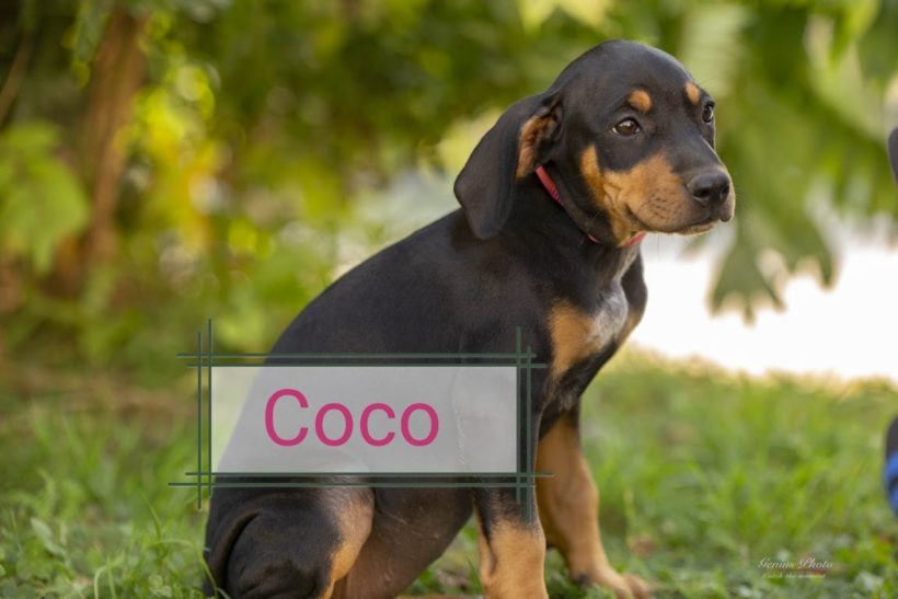 Coco ❤️vermittelt❤️