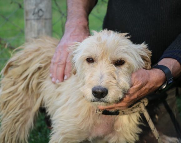 Elena !❤️Vermittelt❤️Notfall! Ausreisepaten gefunden/Transportpaten gefunden! ❤️auf PS in 91056 Erlangen❤️ →11/2020