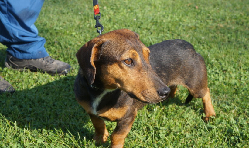 Pici 4 ♥vermittelt♥