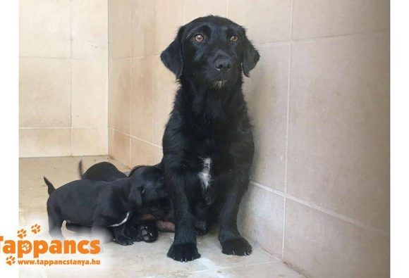 Aphrodite ! Transportpaten gefunden ♥vermittelt an die Tierhilfe Franken♥ →11/2020