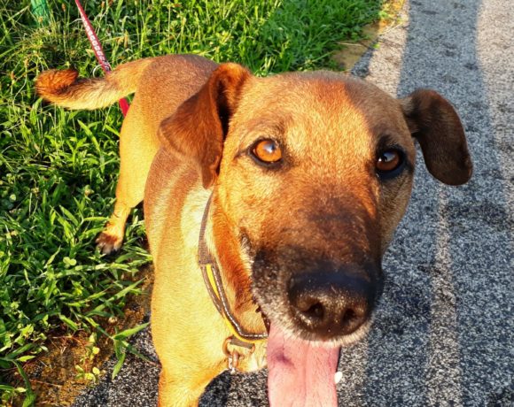 Brownie !Ausreisepaten gefunden! ♥vermittelt an Nothilfe für Hunde♥ !Notfall! →11/2020