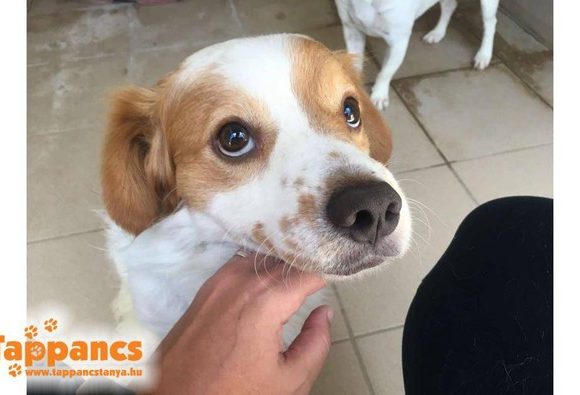 Csili !Transportpaten gefunden ❤️vermittelt an die Tierhilfe Franken ❤️ →14.11.2020