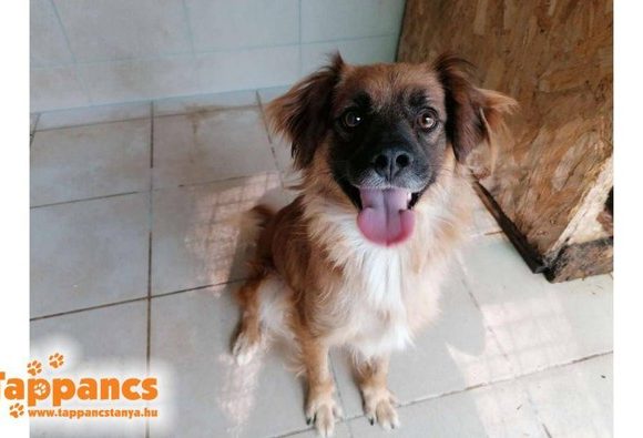 Csipesz !Transportpaten gefunden! ♥vermittelt an die Tierhilfe Franken ♥ →14.11.2020