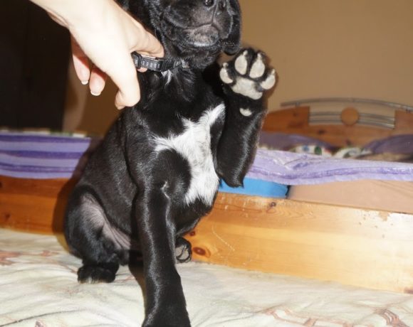 Dave !Transportpaten gefunden! ♥vermittelt an die Cockerhilfe♥ →12/2020 Dave !Transportpaten gefunden! ♥vermittelt an die Cockerhilfe♥ →12/2020