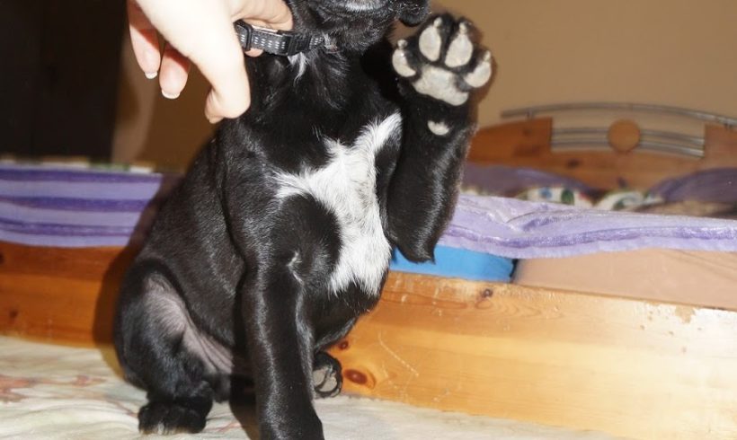 Dave !Transportpaten gefunden! ♥vermittelt an die Cockerhilfe♥ →12/2020 Dave !Transportpaten gefunden! ♥vermittelt an die Cockerhilfe♥ →12/2020