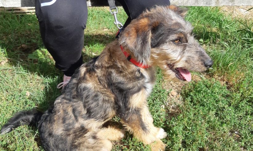 Foltos 5 ♥vermittelt♥