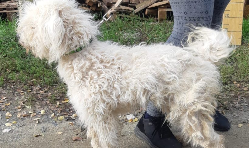 Honey ♥vermittelt♥