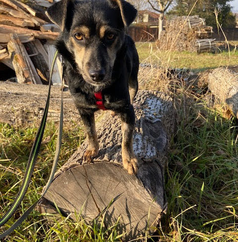 Linda 5 auf PS in 76684 Östringen ♥vermittelt♥