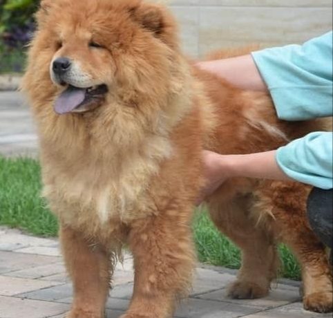Manja !Transportpaten gefunden! ♥vermittelt an die Tierhilfe Franken♥