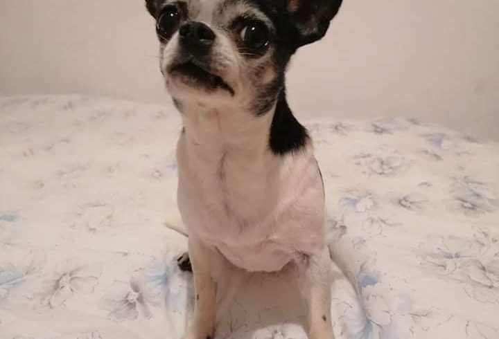 Morris ! ♥vermittelt-darf auf PS in Ungarn bleiben♥