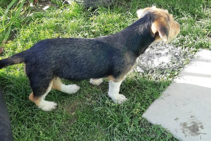 Poci ♥vermittelt♥