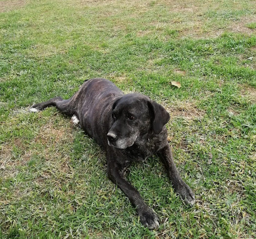 Saba 4 ♥vermittelt♥