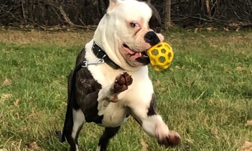 Rose  auf Pflegestelle in 26209 Hatten ♥ vermittelt ♥