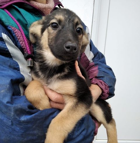 Babatte ♥vermittelt♥