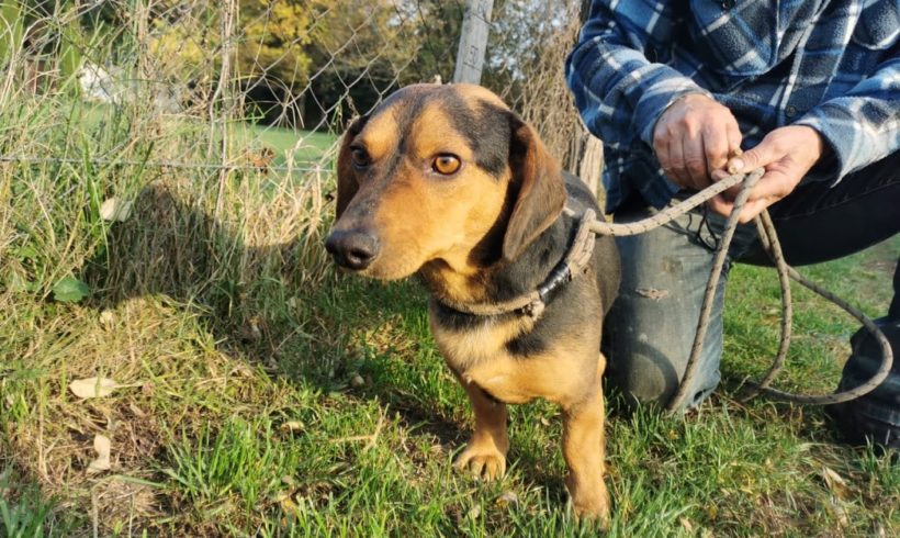 Jack Dombovar ❤️vermittelt❤️