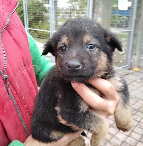 Bubu Mohacs ❤️vermittelt❤️