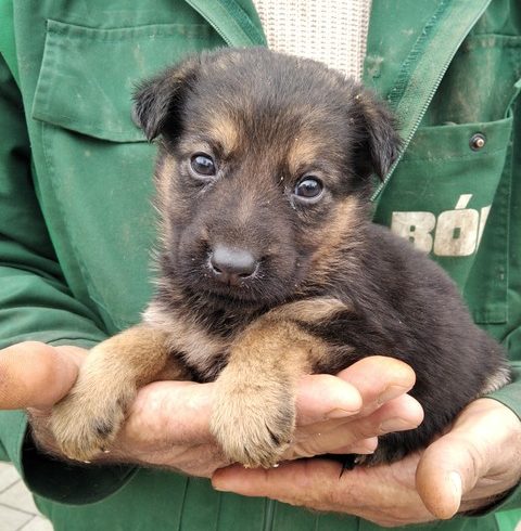 Boris Mohacs ♥vermittelt ♥