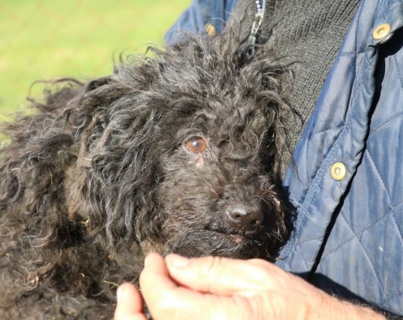 Pulcsi Dombovar ! Transportpaten gefunden! ♥vermittelt an die Tierhilfe Franken♥ →11/2020