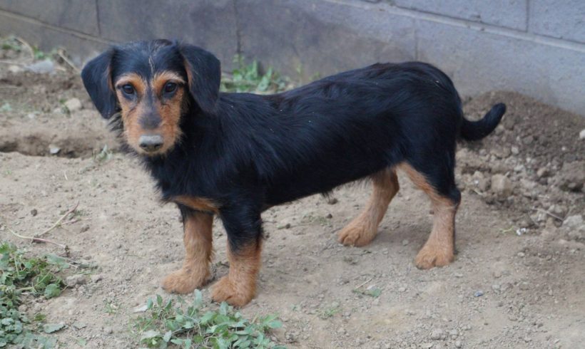 Bess ♥vermittelt♥