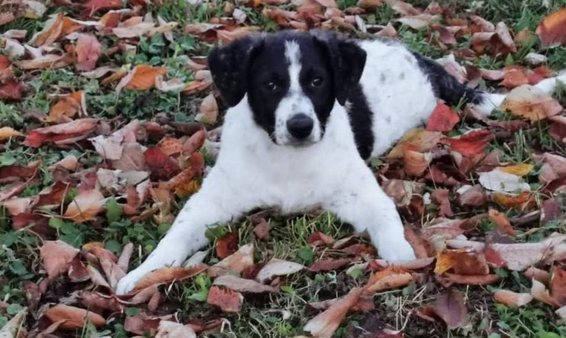 Linda 6 ♥vermittelt♥