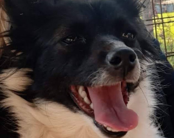 Sonja ! Transportpaten gefunden! ♥vermittelt an die Tierhilfe Franken♥ →12/2020