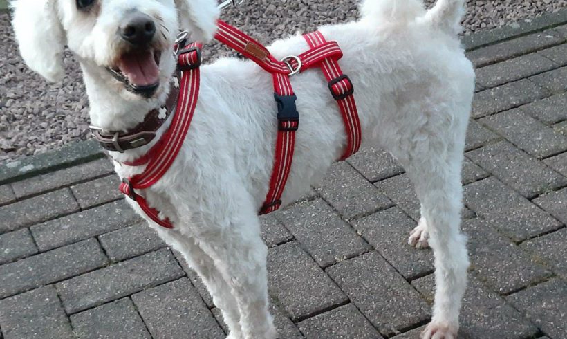 Lili ❤️vermittelt❤️ Auf Pflegestelle in 66773 Hülzweiler ♥