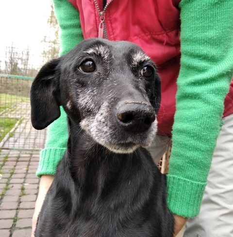 Sati ❤️Vermittelt❤️