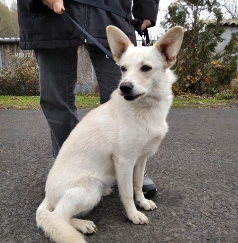 Shila ❤️vermittelt❤️