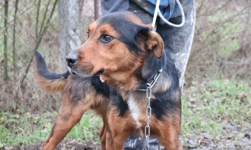 Mustafa ♥vermittelt in Ungarn ♥