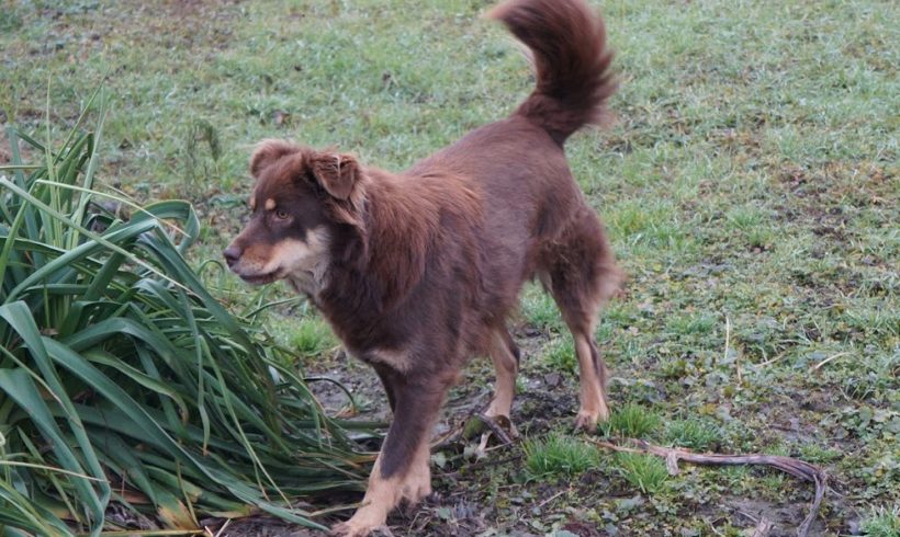 Barnus 2 •vermittelt•