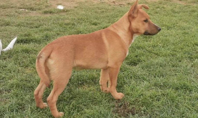 Drazse ♥vermittelt♥