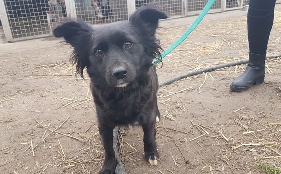 Arlett ♥ vermittelt an die Tierhilfe Franken e.V. ♥ Transportpaten gefunden – reist am 20.3.2021 Arlett ♥ vermittelt an die Tierhilfe Franken e.V. ♥ Transportpaten gefunden – reist am 20.3.2021