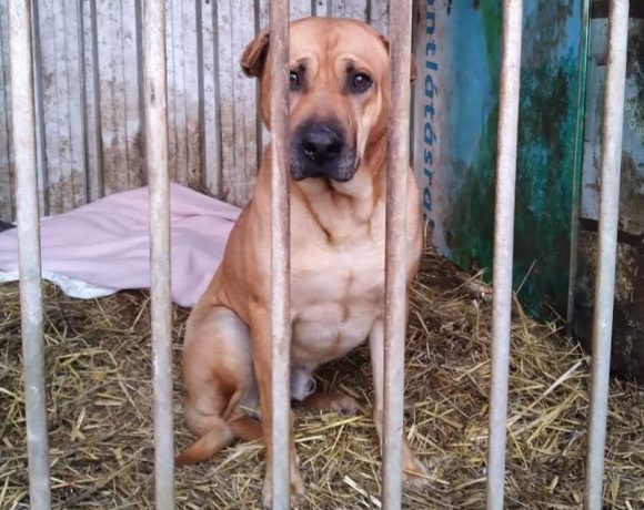 Bator ♥ vermittelt auf Gnadenhof♥ Ausreise- und Transportpaten gefunden – er reist am 19.6. Bator ♥ vermittelt auf Gnadenhof♥ Ausreise- und Transportpaten gefunden – er reist am 19.6.