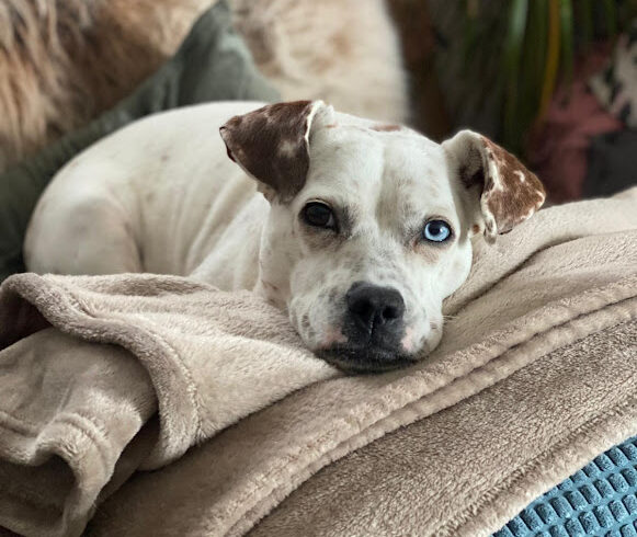 Jenny (Donna) ❤️ auf PS in 42369 Wuppertal Ronsdorf ❤️ vermittelt ♥