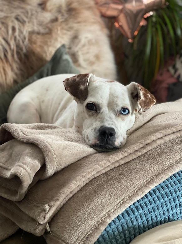 Jenny (Donna) ❤️ auf PS in 42369 Wuppertal Ronsdorf ❤️ vermittelt ♥ Jenny (Donna) ❤️ auf PS in 42369 Wuppertal Ronsdorf ❤️ vermittelt ♥