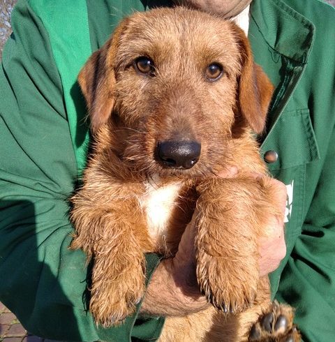 Karcsi ❤️vermittelt ❤️